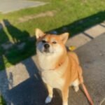 Ryoko, Shiba Inu