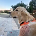 Vegas, Golden