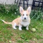 Vicky, Corgi