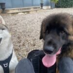 Simba, Leonberg