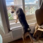 Nala, Berger créole